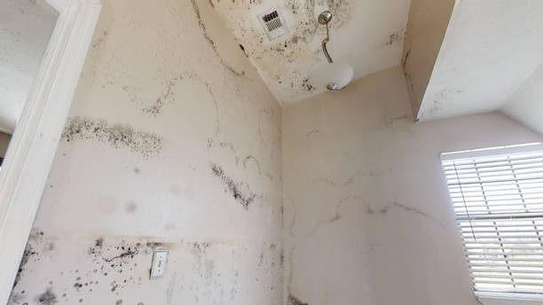 Best Black Mold Removal  in Lucedale, MS